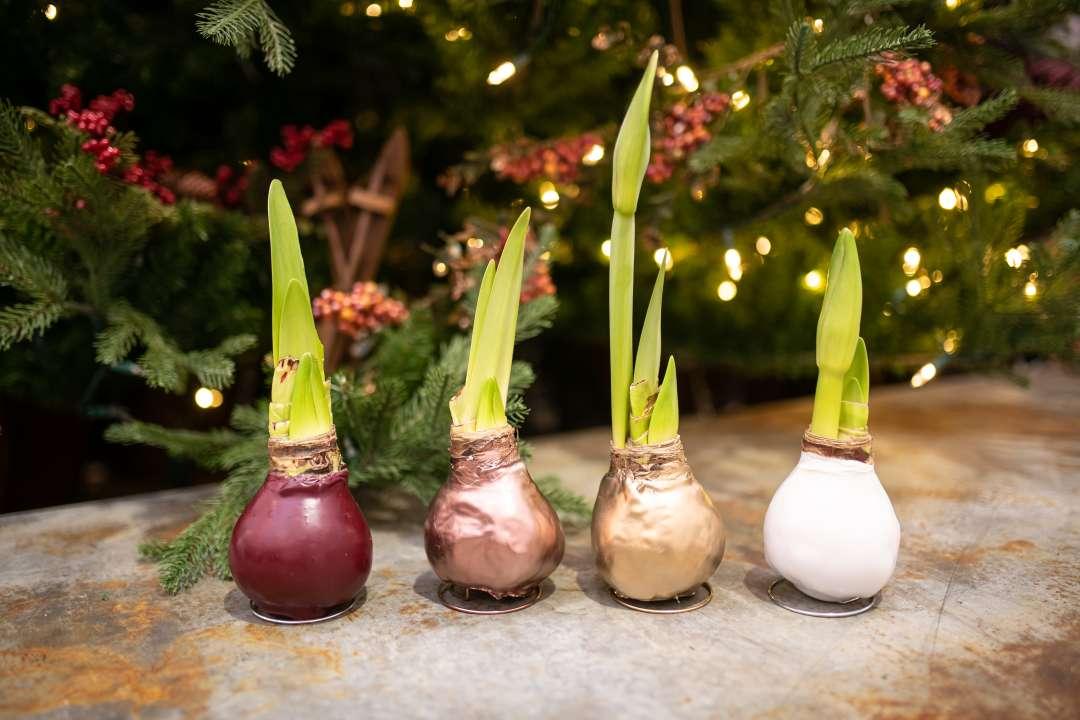 Amaryllis Wax Bulb Assorted - View 11 from www redcrocus com