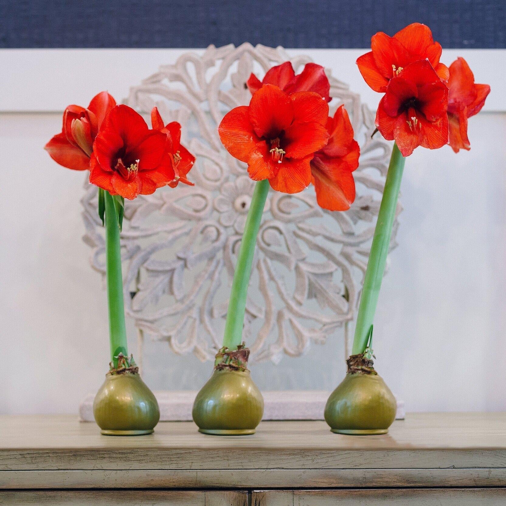 Amaryllis Wax Bulb Assorted - View 3 from www redcrocus com
