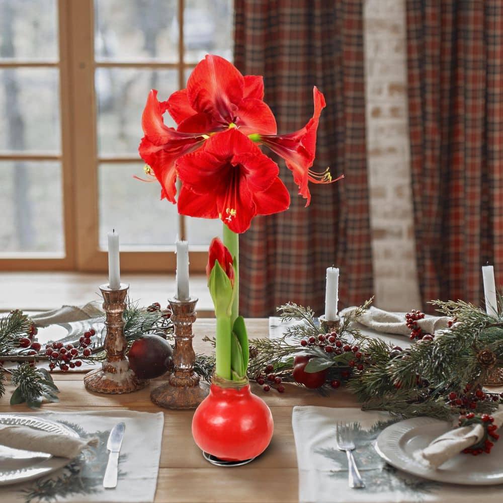 Amaryllis Wax Bulb Assorted - View 4 from www redcrocus com