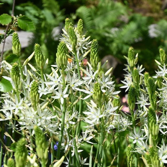 White Camassia-Alba-Perfect for naturalistic gardens  50 in  Box