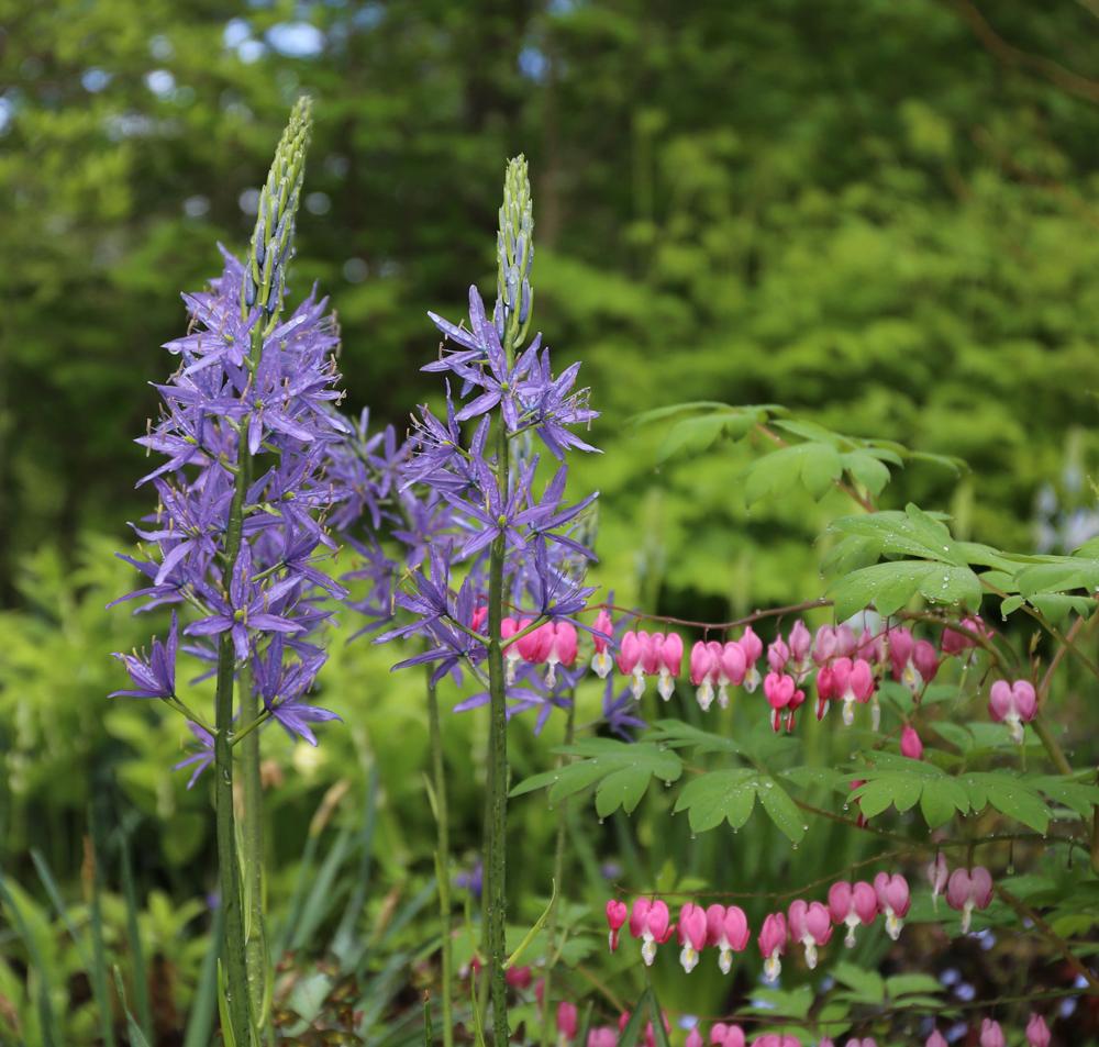 Camassia Esculenta, Light To Deep Violet Blue Star Shaped Flowers - View 19 from www redcrocus com