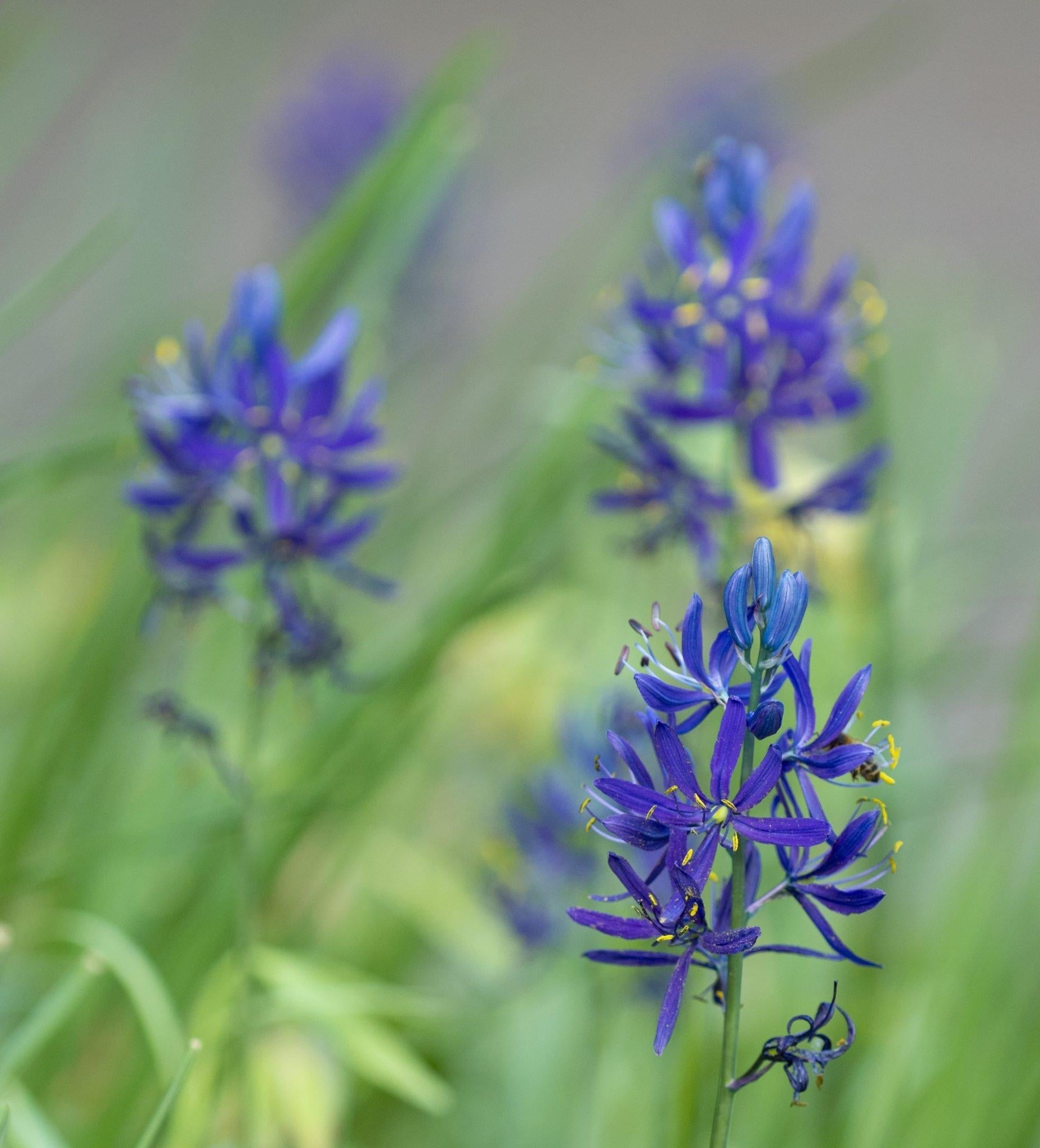 Camassia Esculenta, Light To Deep Violet Blue Star Shaped Flowers - View 5 from www redcrocus com