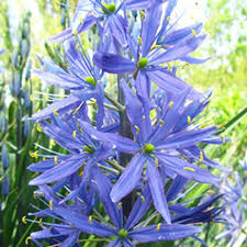 Wild Hyacinth-Pale Lavender-Perfect for Gardens  50 in  Box
