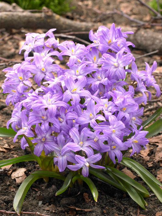 Chionodoxa Luciliae 'glory Of The Snow', Purple - View 1 from www redcrocus com