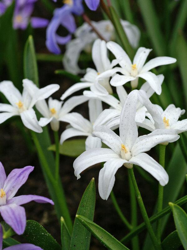 Chionodoxa Luciliae 'alba', White - View 11 from www redcrocus com