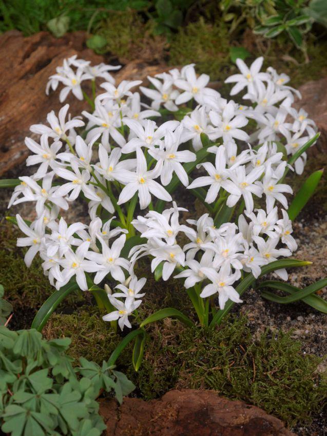 Chionodoxa Luciliae 'alba', White - View 12 from www redcrocus com