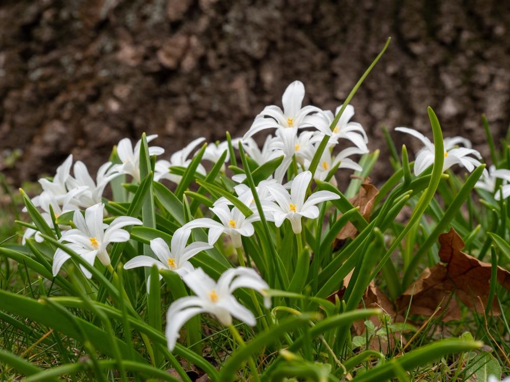 Chionodoxa Luciliae 'alba', White - View 14 from www redcrocus com