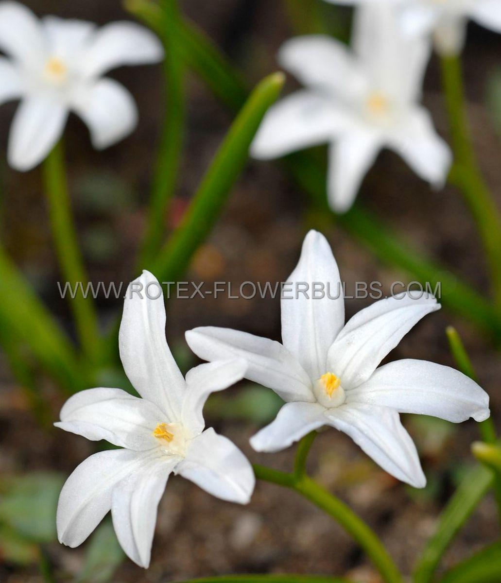 Chionodoxa Luciliae 'alba', White - View 16 from www redcrocus com
