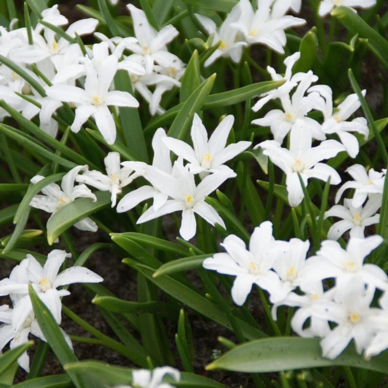 Chionodoxa Luciliae 'alba', White - View 17 from www redcrocus com