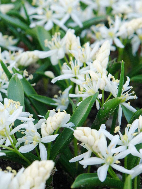 Chionodoxa Luciliae 'alba', White - View 19 from www redcrocus com