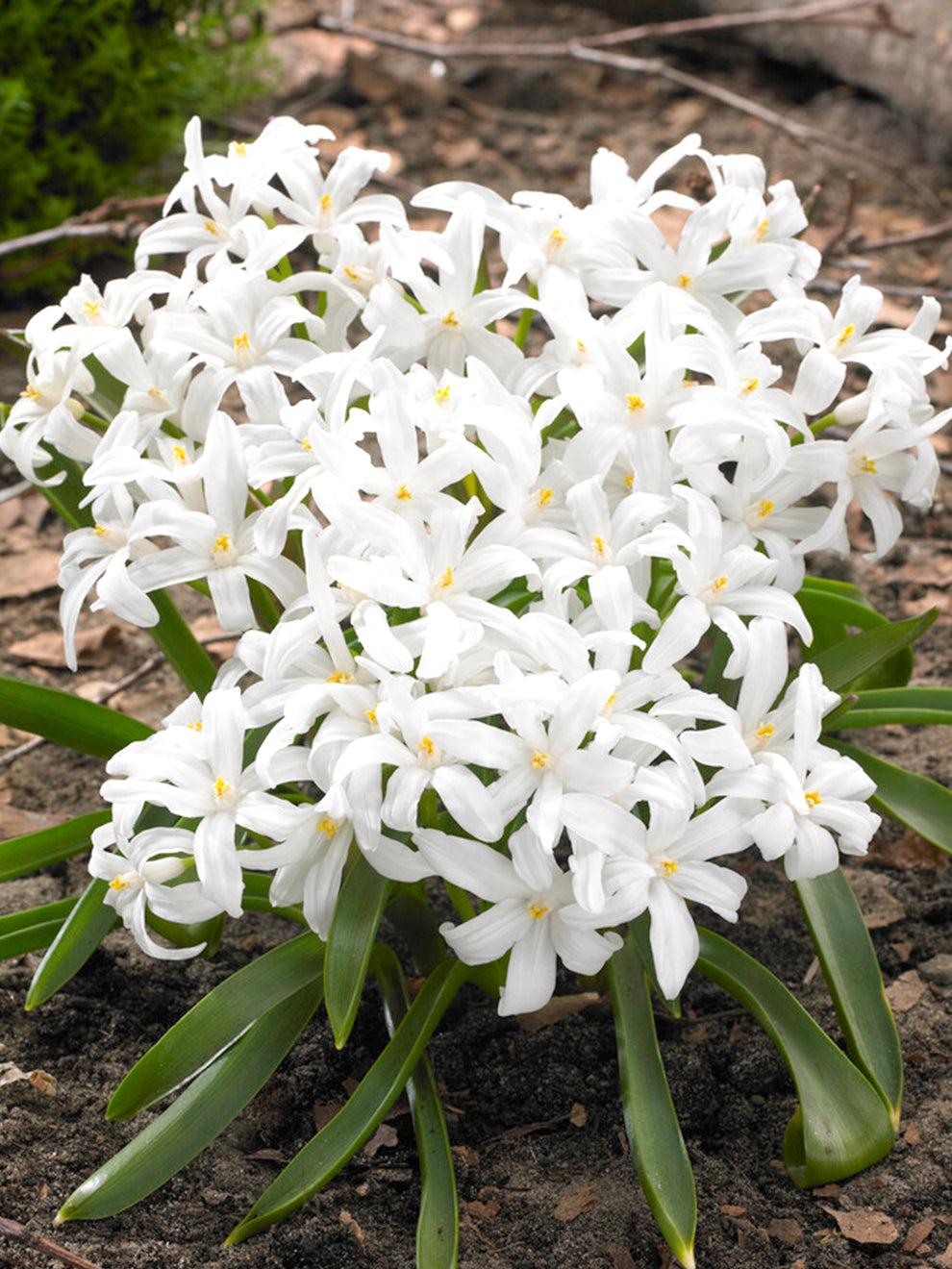 Chionodoxa Luciliae 'alba', White - View 1 from www redcrocus com
