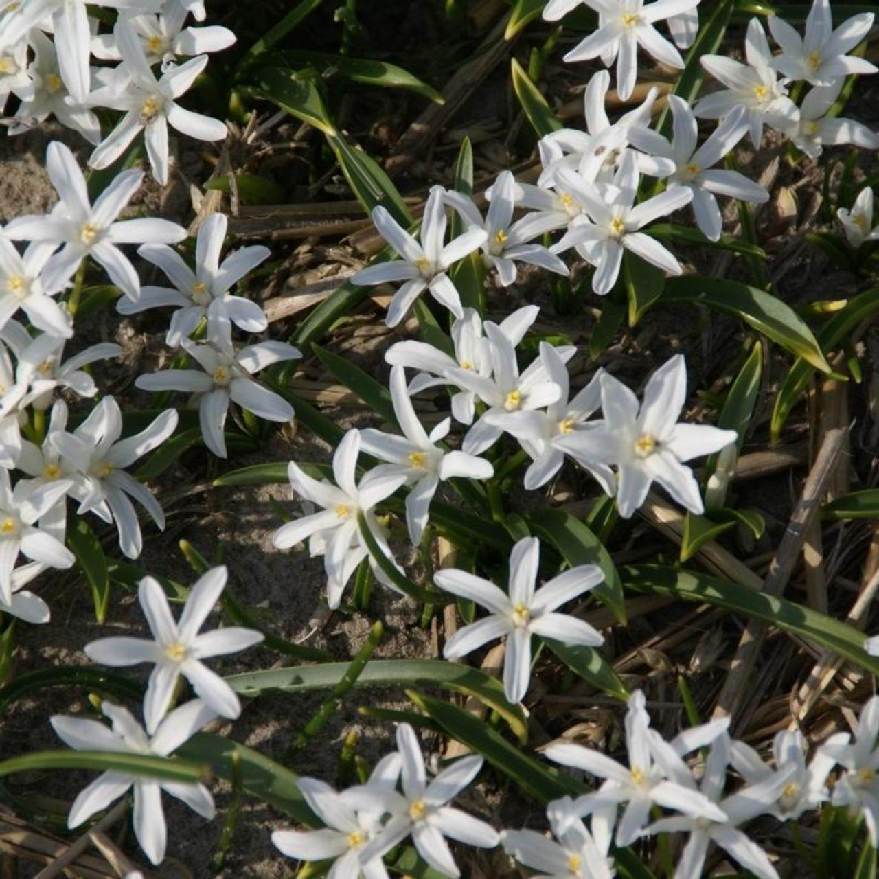Chionodoxa Luciliae 'alba', White - View 21 from www redcrocus com