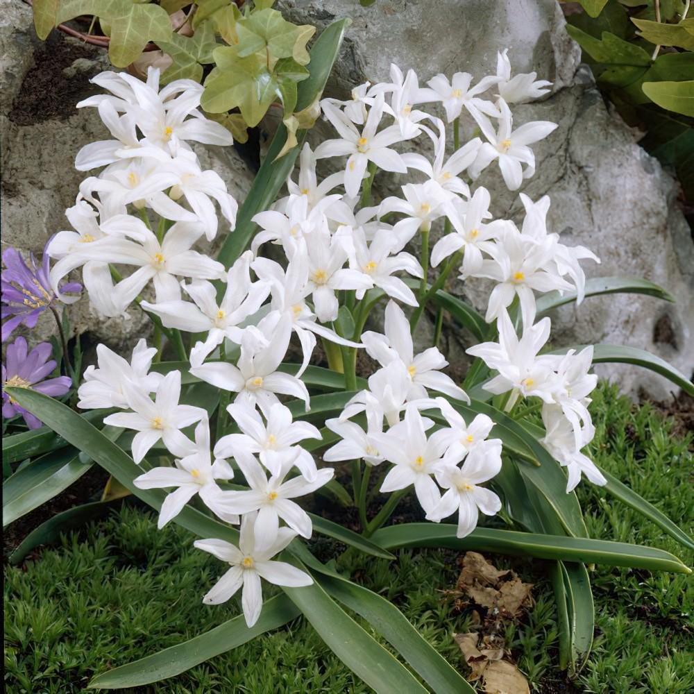 Chionodoxa Luciliae 'alba', White - View 22 from www redcrocus com