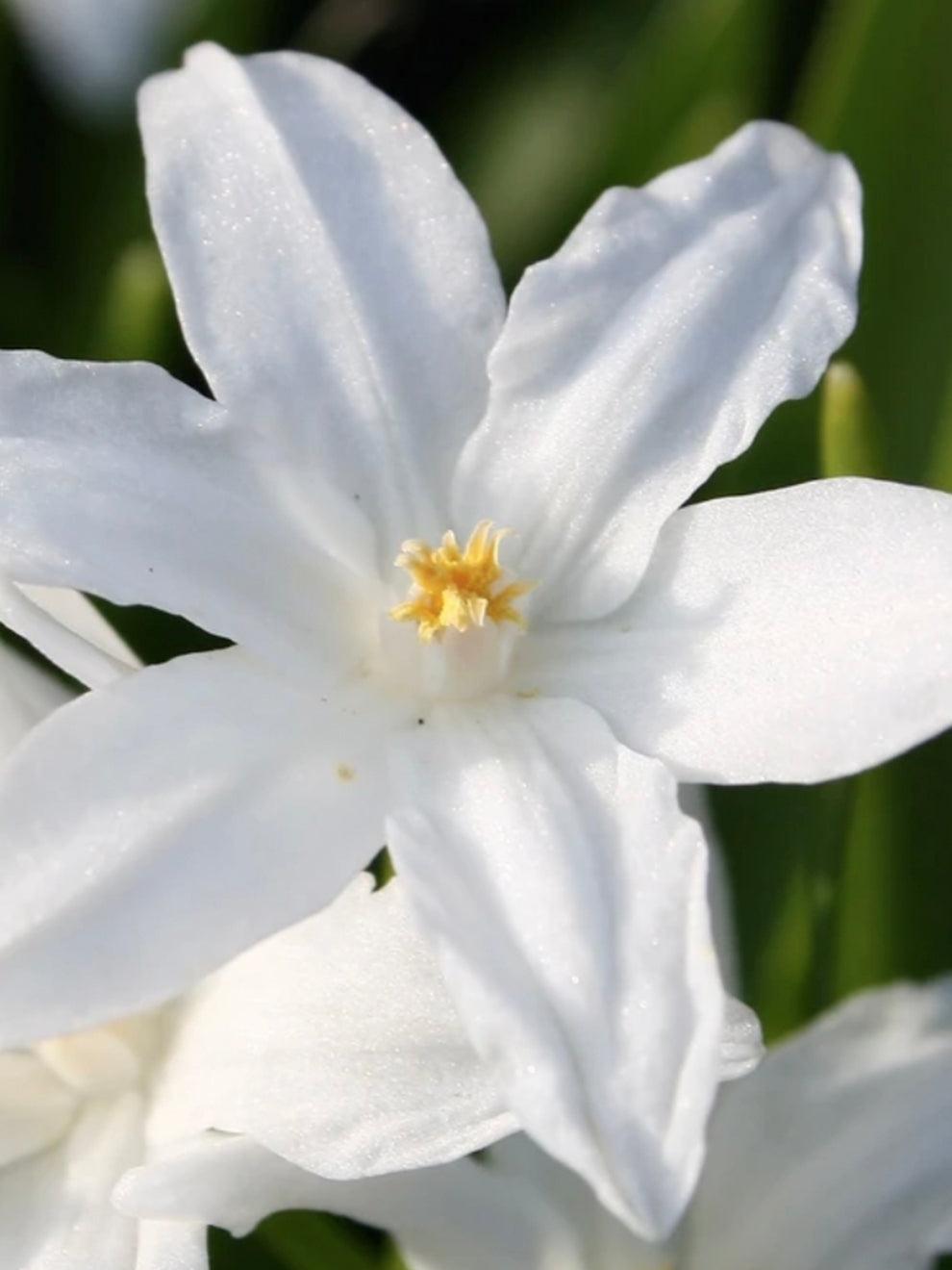 Chionodoxa Luciliae 'alba', White - View 27 from www redcrocus com