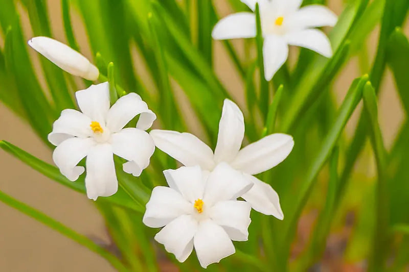 Chionodoxa Luciliae 'alba', White - View 28 from www redcrocus com