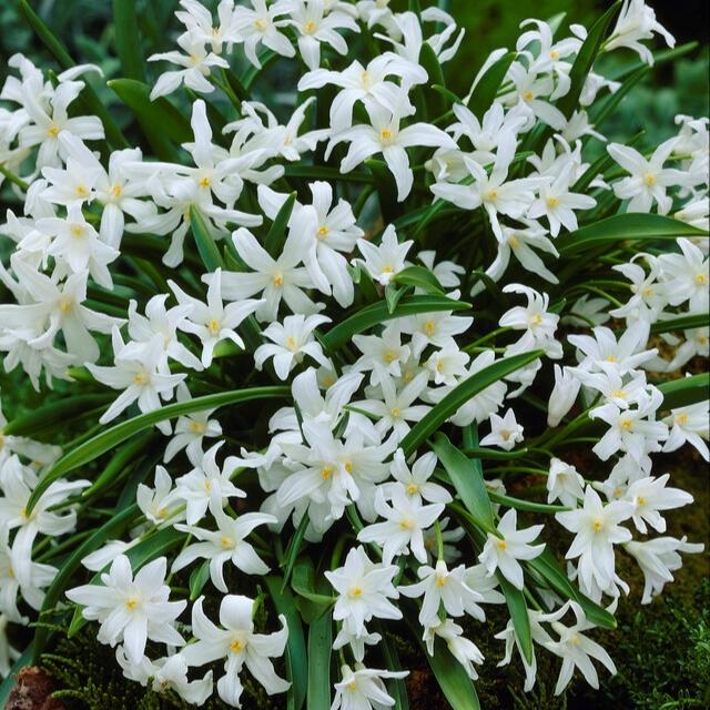 Chionodoxa Luciliae 'alba', White - View 4 from www redcrocus com