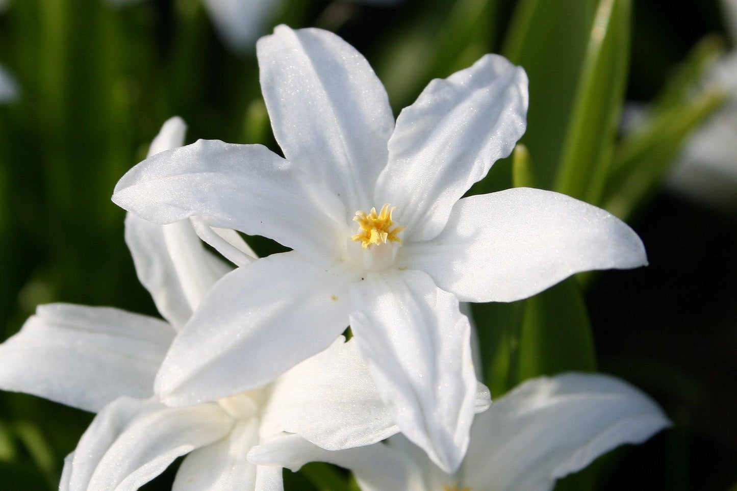 Chionodoxa Luciliae 'alba', White - View 5 from www redcrocus com