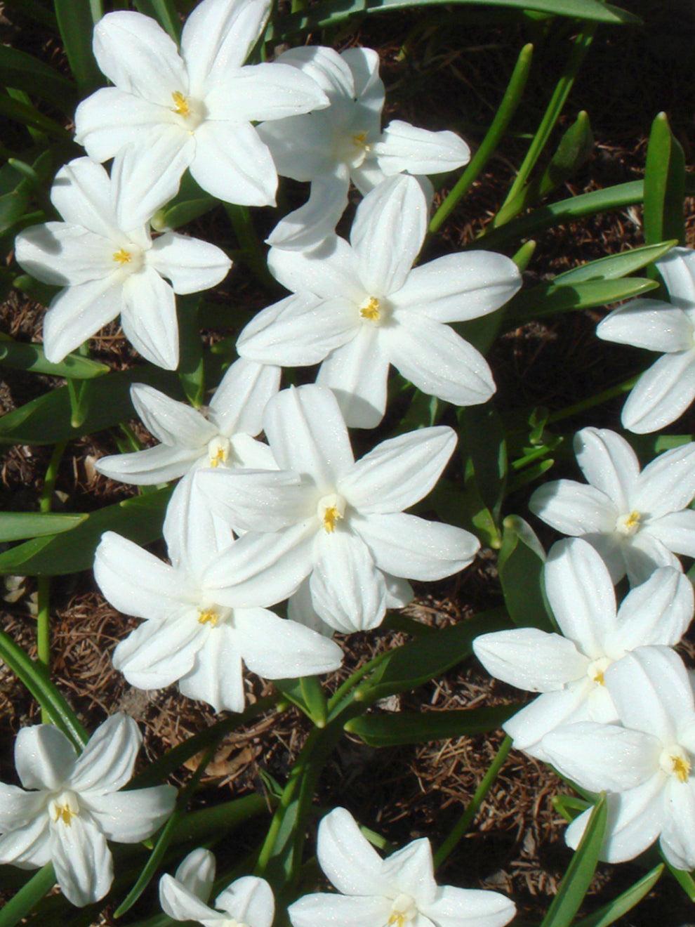 Chionodoxa Luciliae 'alba', White - View 8 from www redcrocus com