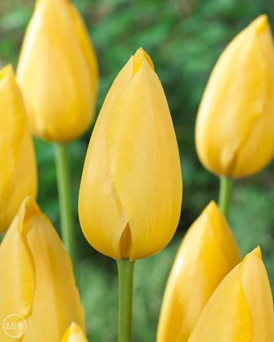 Crocus, Large Flowerbulbs Ing, 'golden Yellow', Golden Yellow - View 10 from www redcrocus com