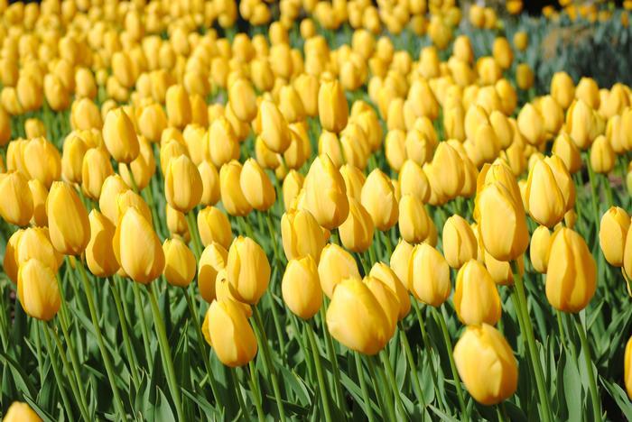 Crocus, Large Flowerbulbs Ing, 'golden Yellow', Golden Yellow - View 8 from www redcrocus com