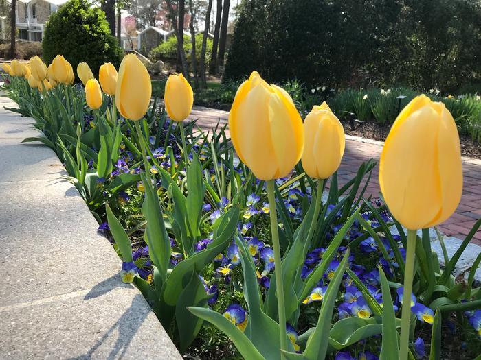 Crocus, Large Flowerbulbs Ing, 'golden Yellow', Golden Yellow 9 Copy from www redcrocus com