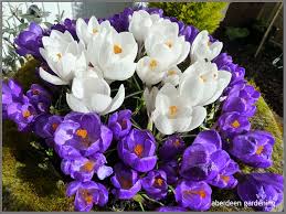 Blue Moon Mixture Crocus-Large Flowering-Charming Garden Addition  200 in  Box