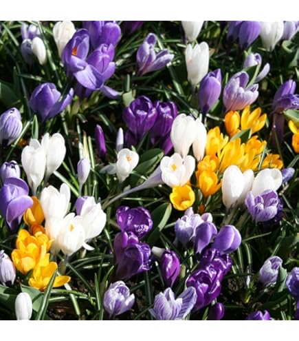 Blue Moon Mixture Crocus-Large Flowering-Charming Garden Addition  200 in  Box