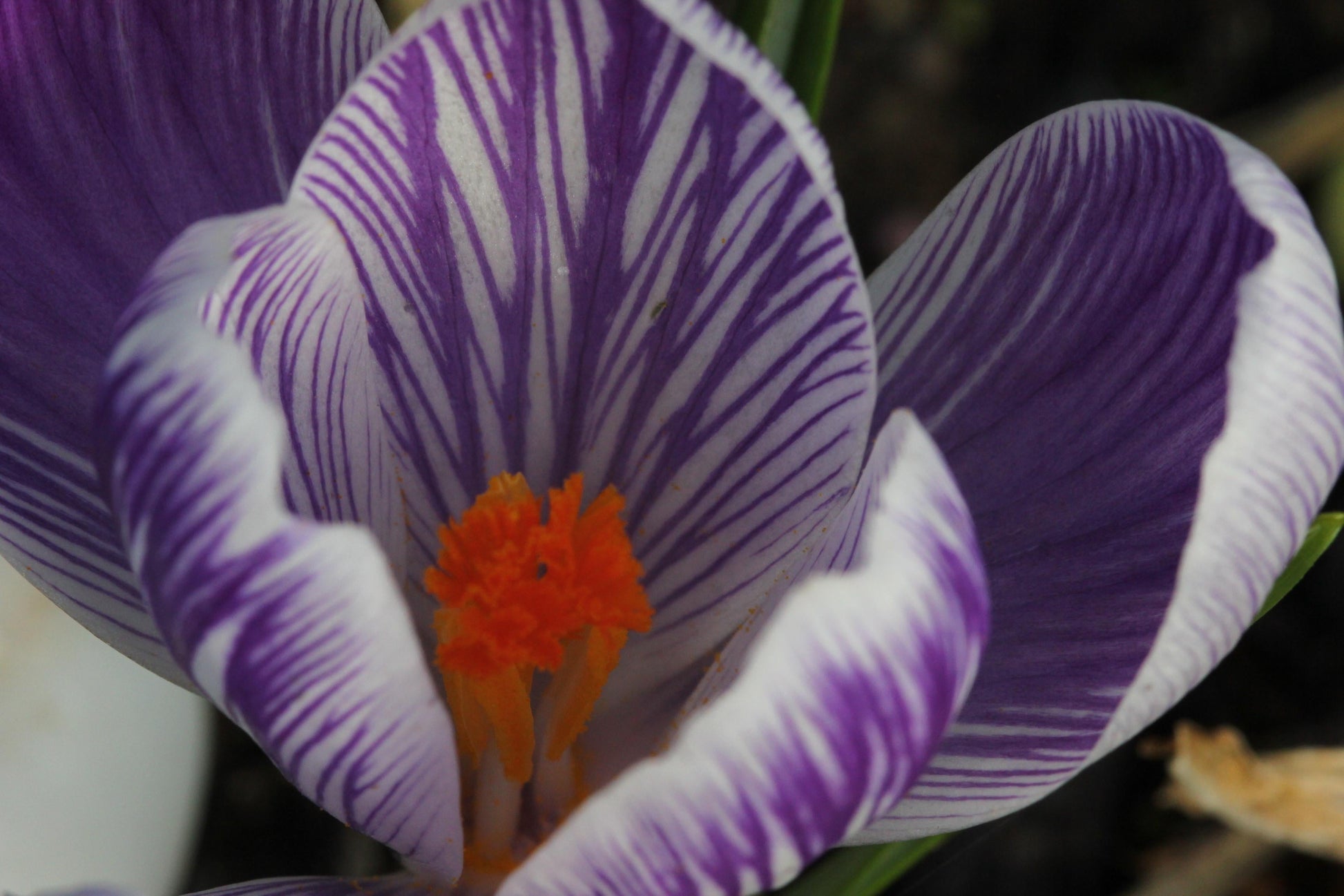 Crocus, Large Flowerbulbs Ing, 'blue Moon Mixture' - View 16 from www redcrocus com