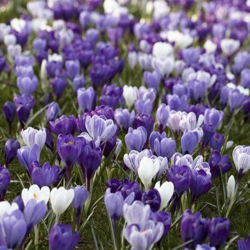 Crocus, Large Flowerbulbs Ing, 'blue Moon Mixture' - View 1 from www redcrocus com