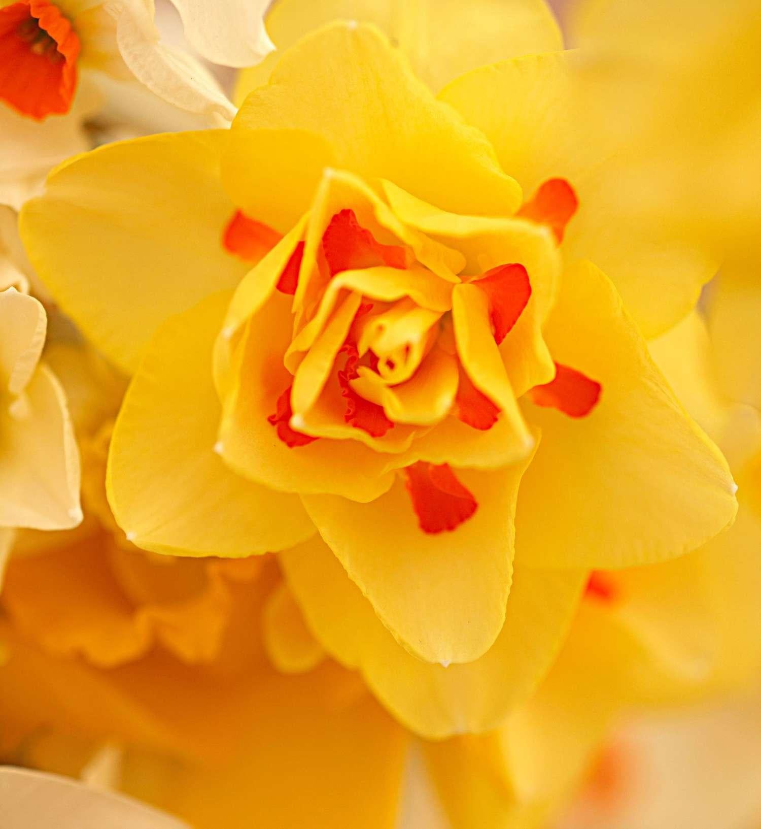 Daffodil, Double, 'tahiti', Yellow With Yellow Orange Center - View 1 from www redcrocus com