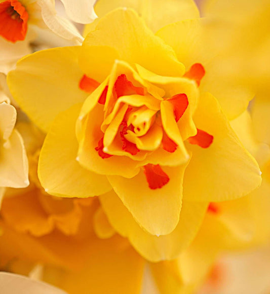 Daffodil, Double, 'tahiti', Yellow With Yellow Orange Center - View 1 from www redcrocus com