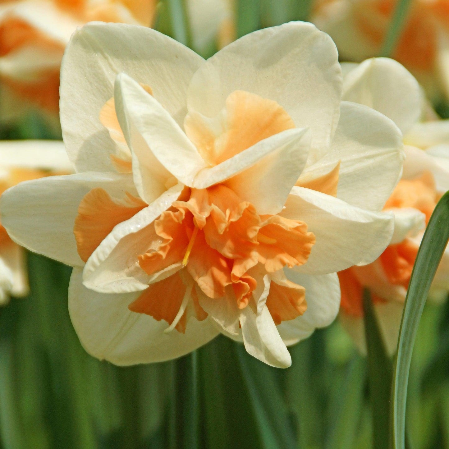Daffodil, Double, 'replete', White With White Orange Cup - View 15 from www redcrocus com
