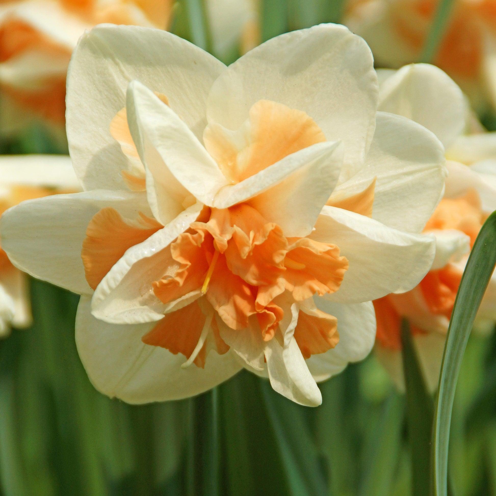 Daffodil, Double, 'replete', White With White Orange Cup - View 15 from www redcrocus com