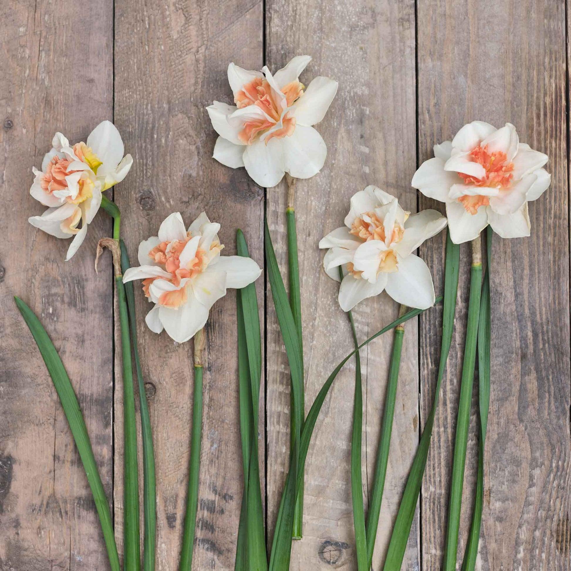 Daffodil, Double, 'replete', White With White Orange Cup - View 19 from www redcrocus com