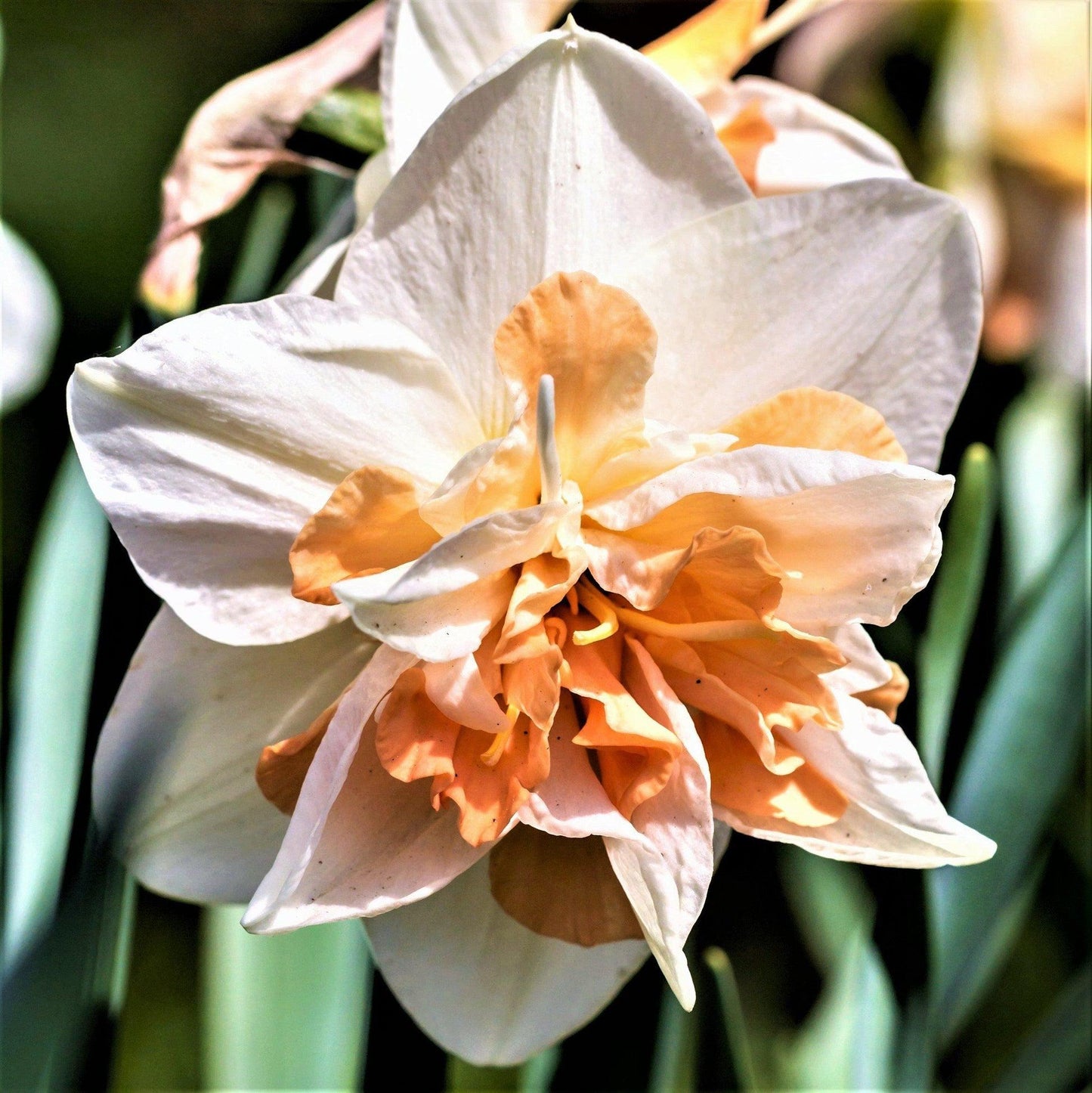 Daffodil, Double, 'replete', White With White Orange Cup - View 23 from www redcrocus com