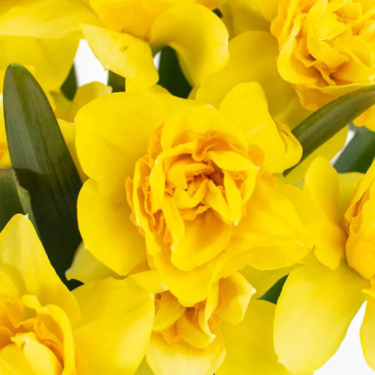 Daffodil, Double, 'double Sunrise', Yellow With Dark Yellow Center - View 4 from www redcrocus com