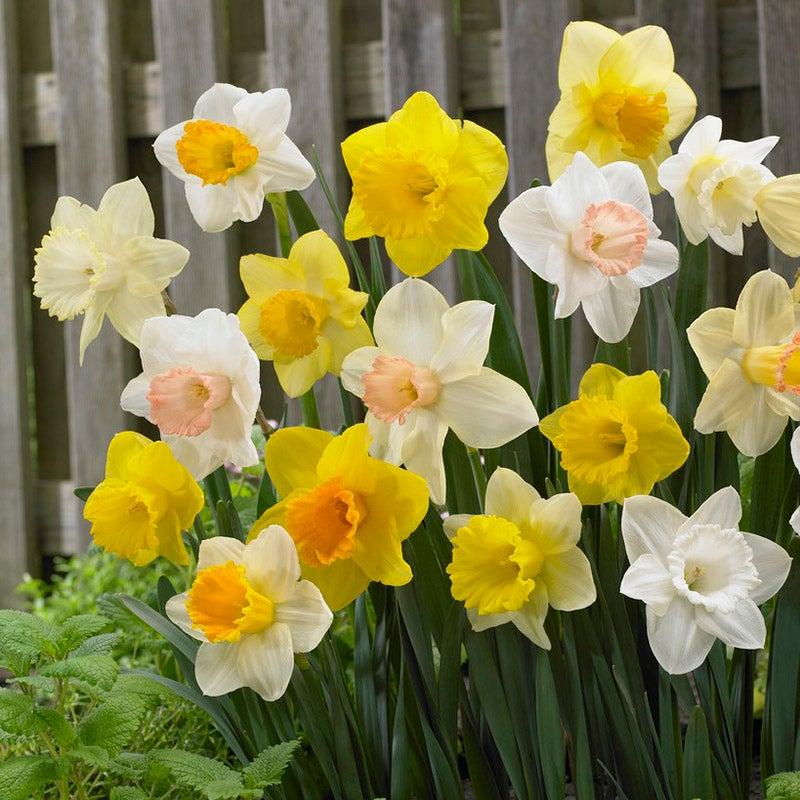 Daffodil Mixture Large Flowering Trumpet And Large Cup Mix - View 12 from www redcrocus com