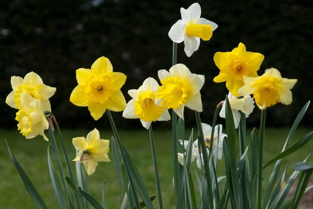 Daffodil Mixture Large Flowering Trumpet And Large Cup Mix - View 13 from www redcrocus com