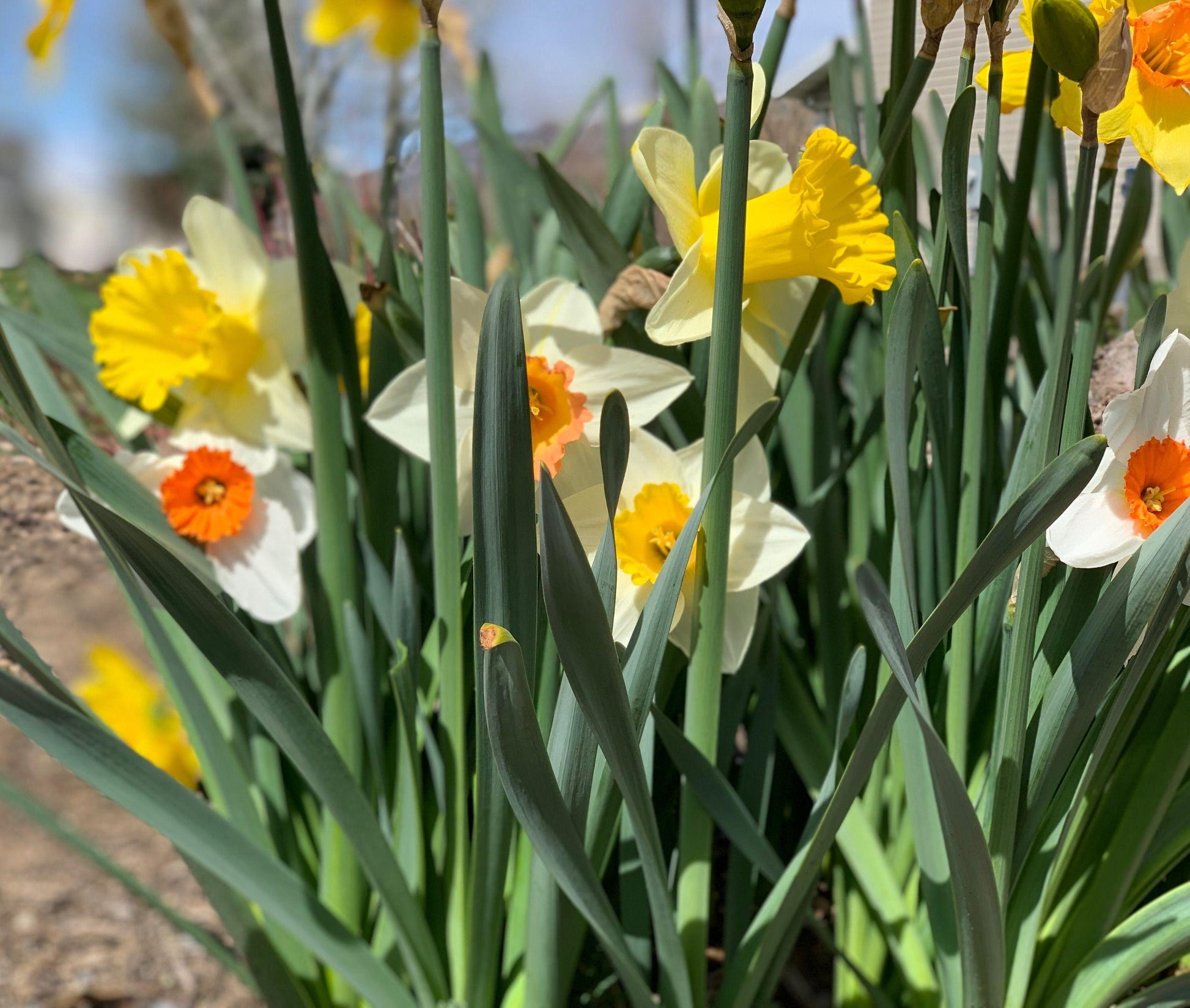 Daffodil Mixture Large Flowering Trumpet And Large Cup Mix - View 15 from www redcrocus com