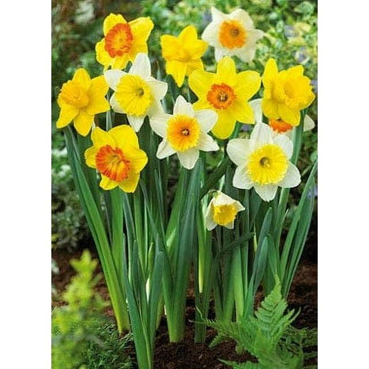 Daffodil Mixture Large Flowering Trumpet And Large Cup Mix - View 1 from www redcrocus com