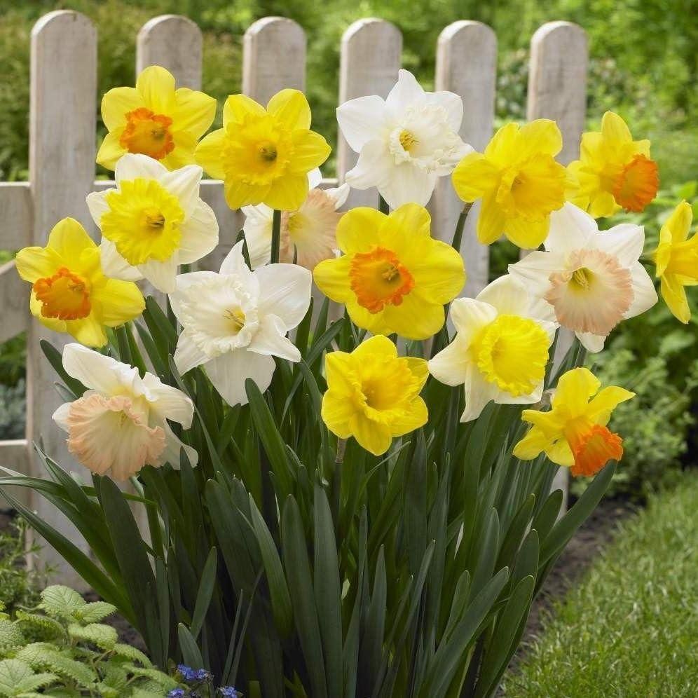 Daffodil Mixture Large Flowering Trumpet And Large Cup Mix - View 2 from www redcrocus com