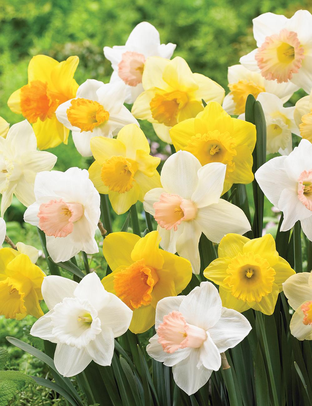 Daffodil Mixture Large Flowering Trumpet And Large Cup Mix - View 4 from www redcrocus com
