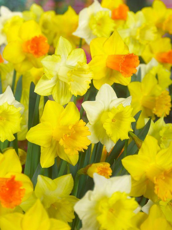 Daffodil Mixture Large Flowering Trumpet And Large Cup Mix - View 9 from www redcrocus com