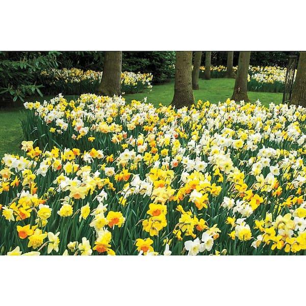 Daffodil, Mixture, 'botanical Mbulbs Iniature', Mix Of All Mbulbs Iniature Daffodils - View 13 from www redcrocus com
