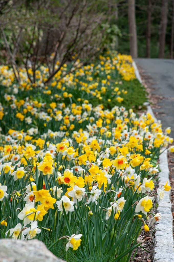Daffodil, Mixture, 'botanical Mbulbs Iniature', Mix Of All Mbulbs Iniature Daffodils - View 14 from www redcrocus com