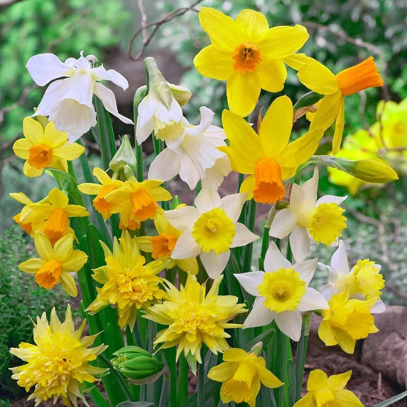 Daffodil, Mixture, 'botanical Mbulbs Iniature', Mix Of All Mbulbs Iniature Daffodils - View 15 from www redcrocus com
