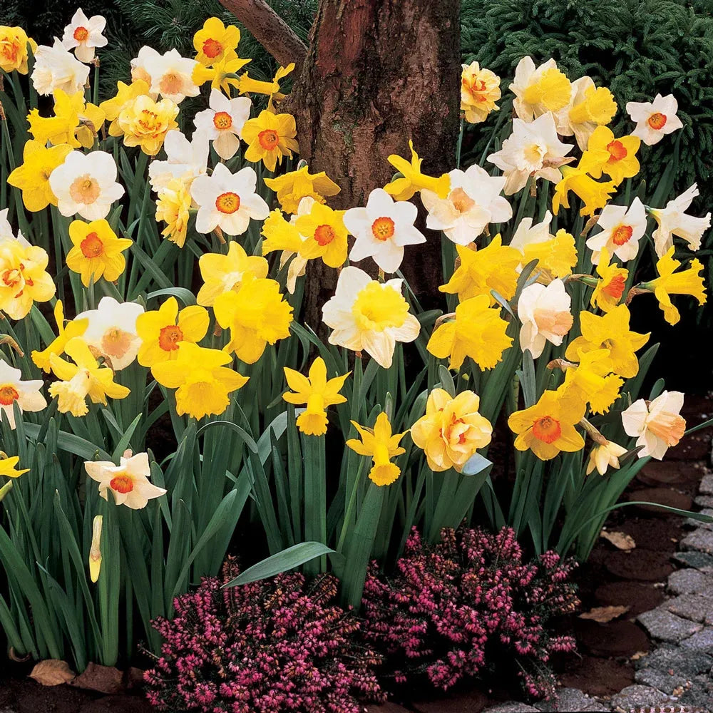Daffodil, Mixture, 'botanical Mbulbs Iniature', Mix Of All Mbulbs Iniature Daffodils - View 16 from www redcrocus com