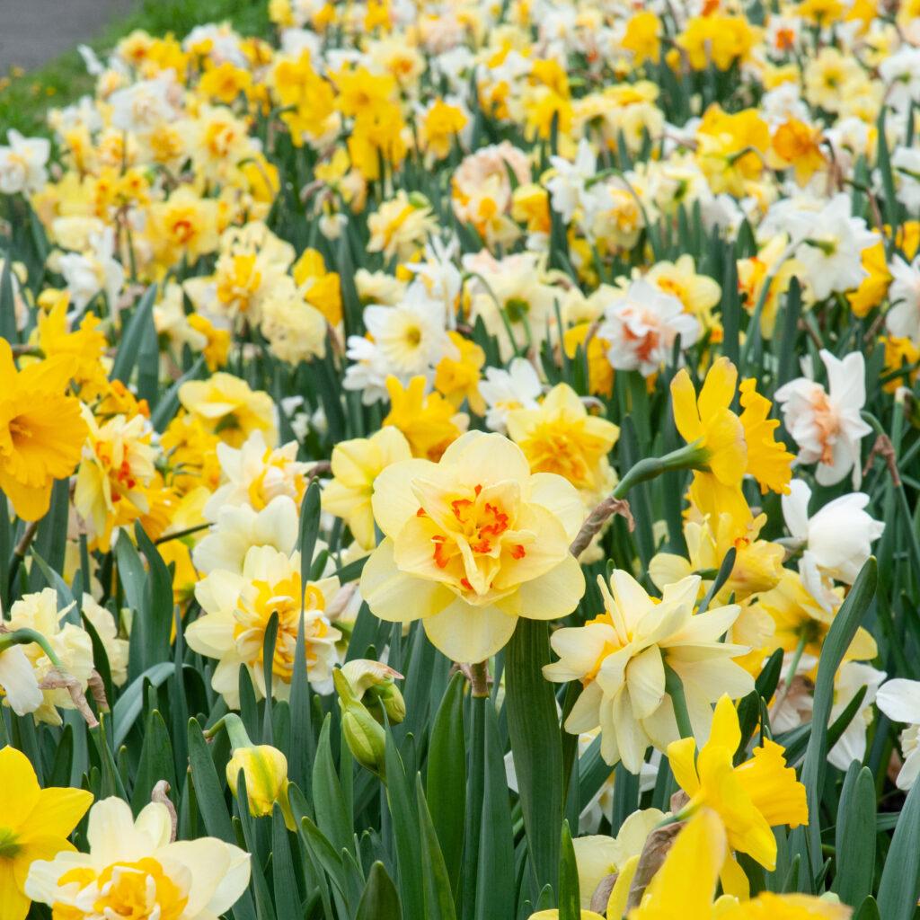 Daffodil, Mixture, 'botanical Mbulbs Iniature', Mix Of All Mbulbs Iniature Daffodils - View 17 from www redcrocus com