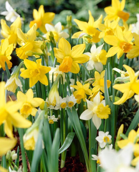 Daffodil, Mixture, 'botanical Mbulbs Iniature', Mix Of All Mbulbs Iniature Daffodils - View 1 from www redcrocus com