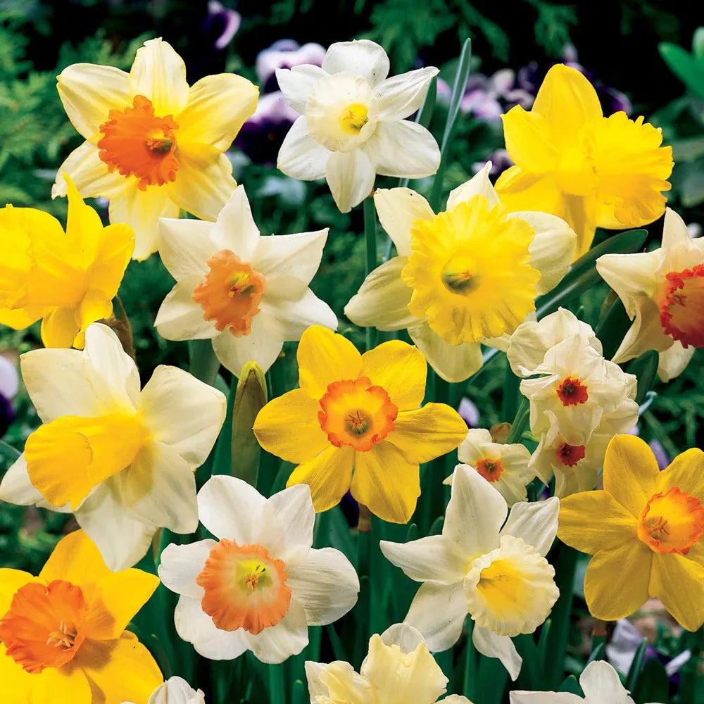 Daffodil, Mixture, 'botanical Mbulbs Iniature', Mix Of All Mbulbs Iniature Daffodils - View 20 from www redcrocus com